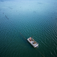 Oyster farming aerial