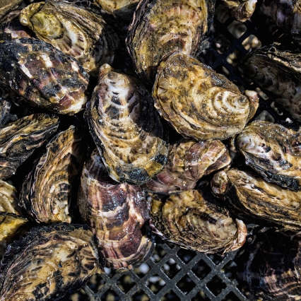 oysters unshucked