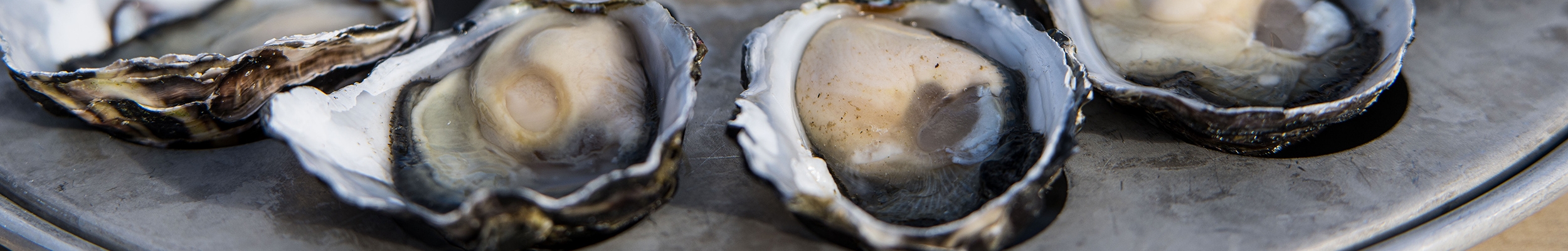 The oyster